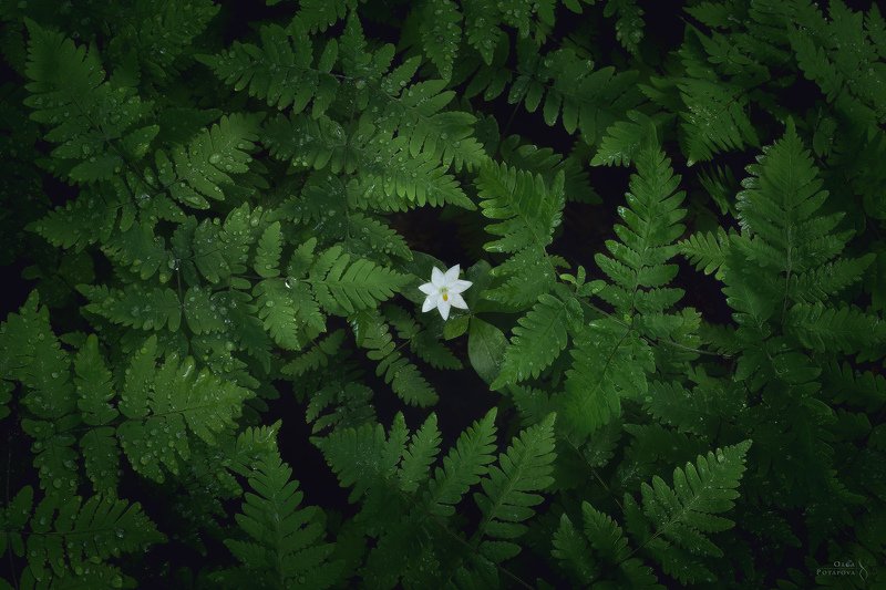 папоротник, седмичник, белый цветок, карельский перешеек, текстуры, зелень, лес Цветок папоротника IIphoto preview