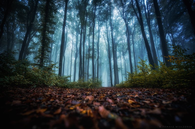 landscape, poland, light, entrance, autumn, awesome, amazing, sunrise, sunset, lovely, nature, travel, morning, trees, deep, fog, mist, climate, mystery Deep in the forestphoto preview