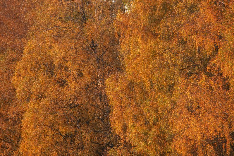 осень природа береза солнце Про Октябрь.photo preview