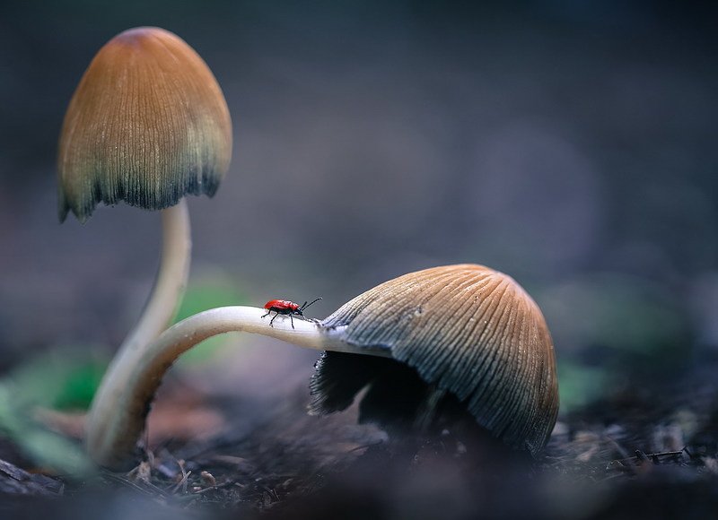 Cилачphoto preview