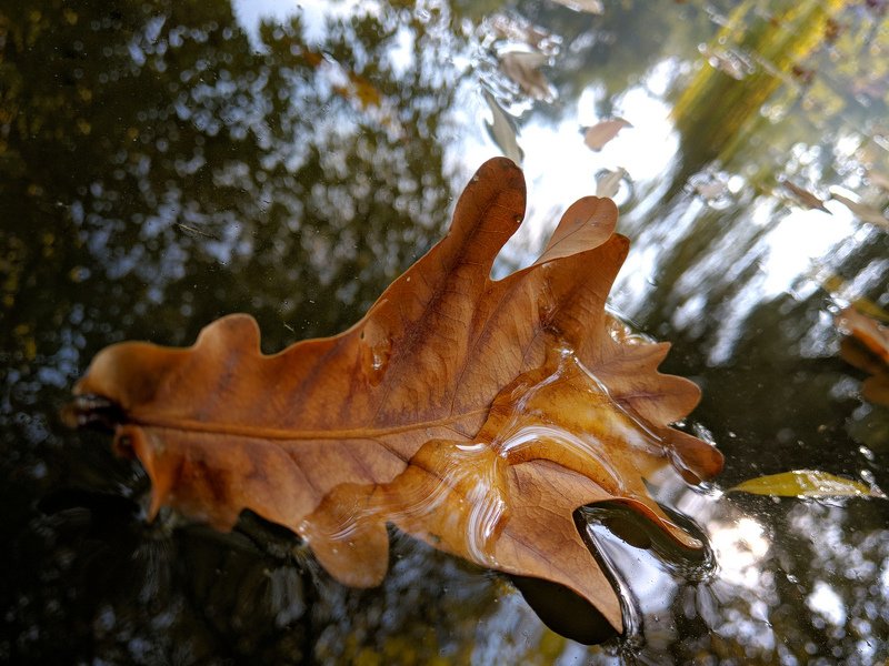 вода,желтый,листва,макро,натюрморт,октябрь,осень,отражение,свет,сюжет Октябрьphoto preview