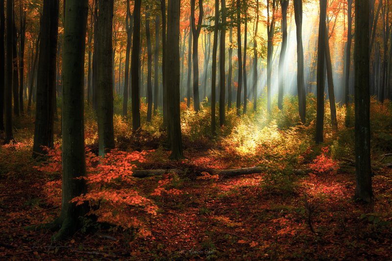 In the forest. фото превью