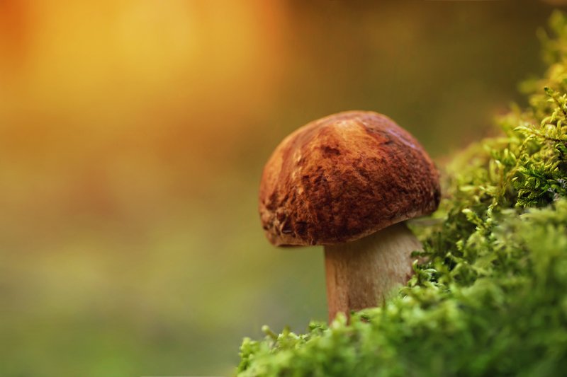 The Warm Mushroomsphoto preview