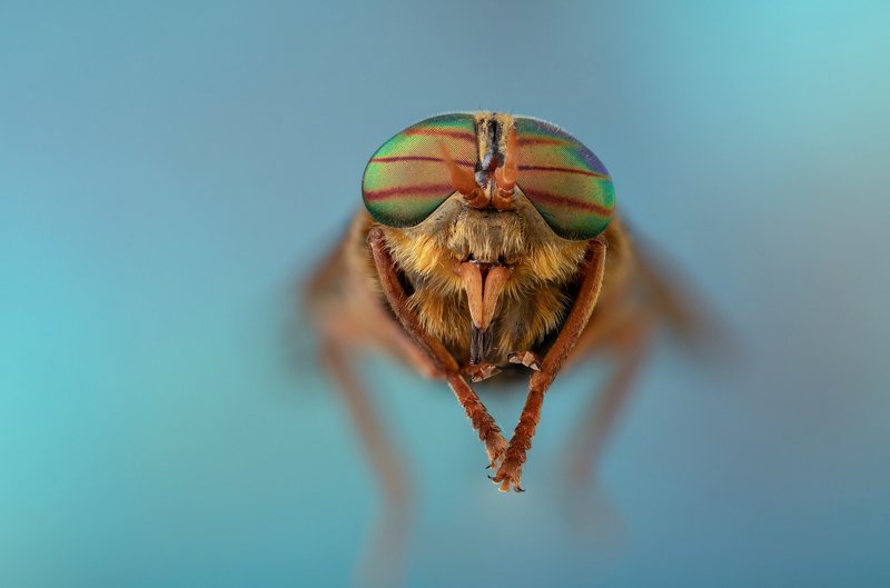 The Insectsphoto preview