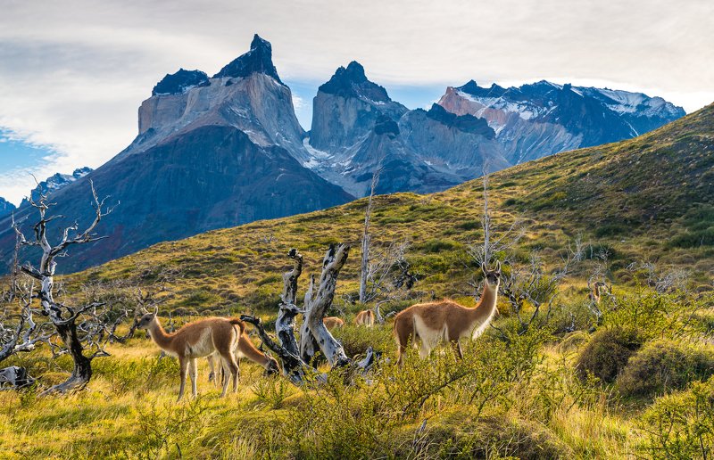 Чилиphoto preview