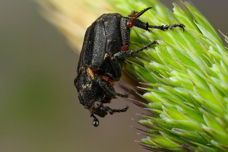 макро,природа,насекомое,животное,жук,цвет,растение,зеленый,черный Транспорт для клещейphoto preview