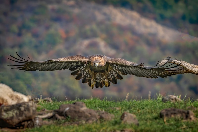 Golden eagle (Aquila chrysaetos) - Madjarovo Bulgaria....photo preview