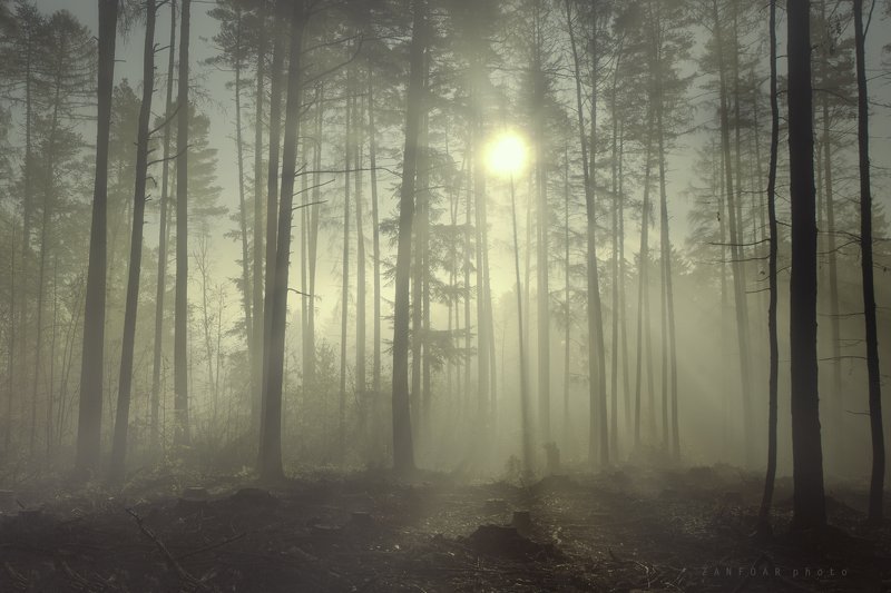 туман,моравское нагорье,моравa,zanfoar,никон d750,czech republic,чехия Красота утреннего туманаphoto preview