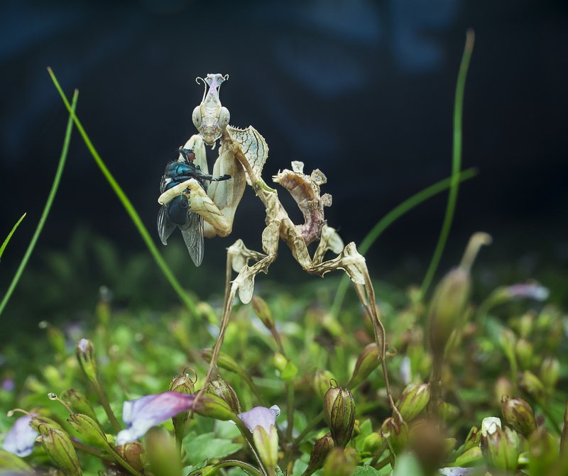 #macro#mantis#colors Devil Flower Mantisphoto preview
