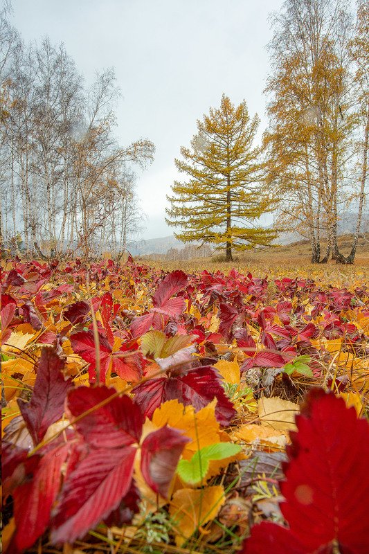 южный урал,оренбургская область, орск, новотроицк,башкирия, башкертостан Земляничный Ковёр!photo preview