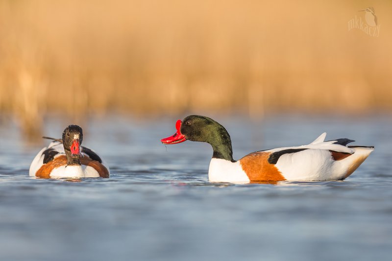 Shelduck displayphoto preview