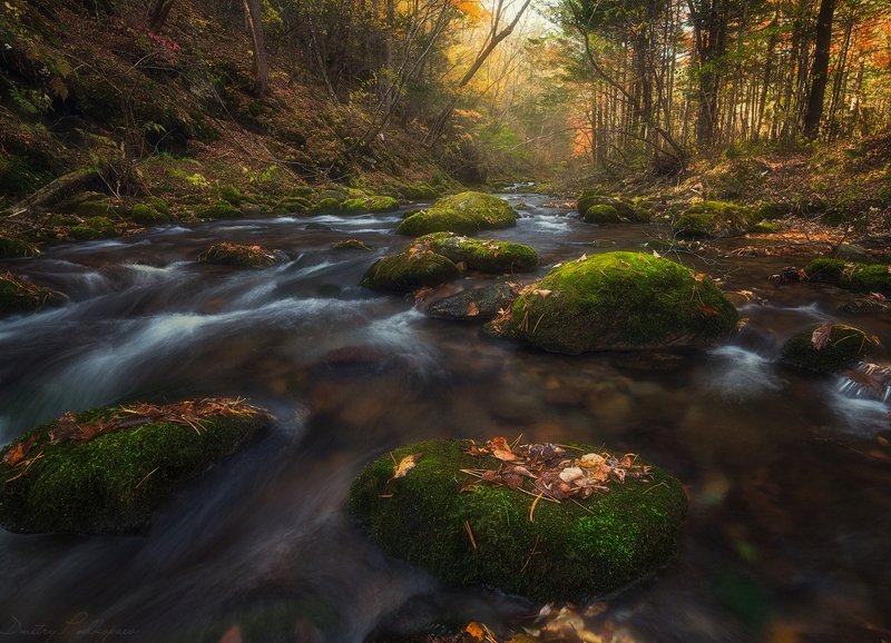 россия,приморский край,лазовский район,беневское,,свет,краски,скалы,осень,листва,валуны,дмитрий подкопаев По дороге на водопад.photo preview