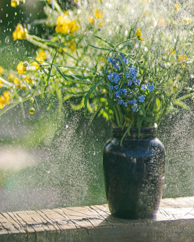 букет, цветы, желтый зеленый, свет photo preview