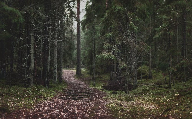 выборг, монрепо, паркмонрепо В Монрепоphoto preview