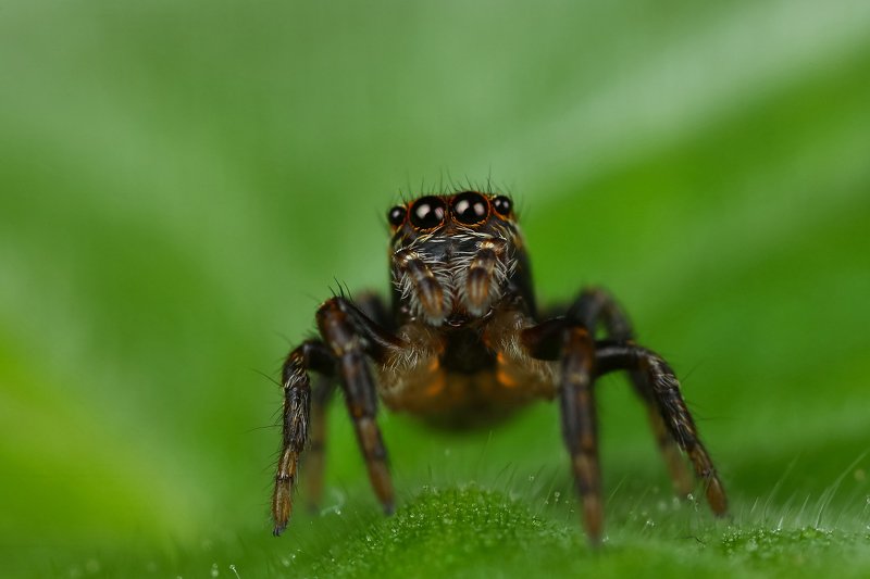 макро,природа,паук,цвет,коричневый,зеленый,черный,животное,растение Кто там?photo preview