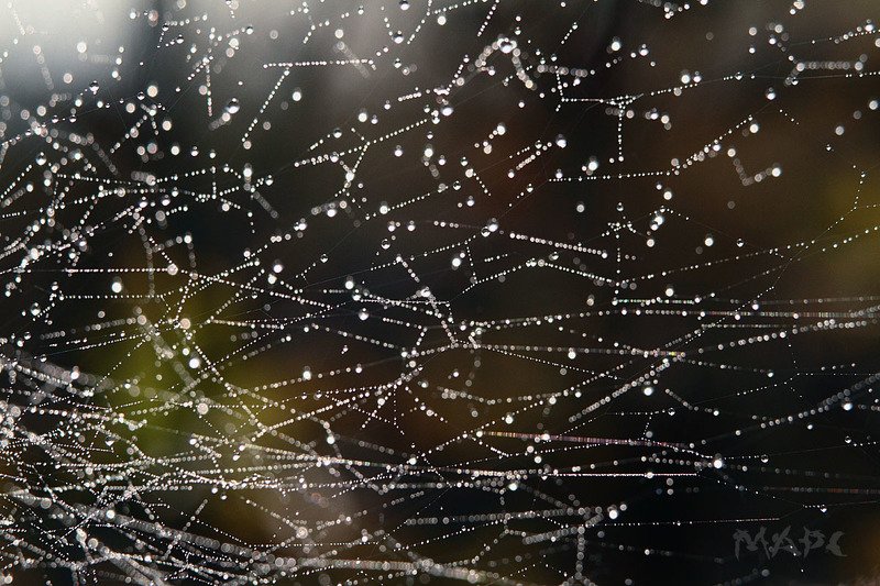 макро паутина роса утро туман копия созвездийphoto preview