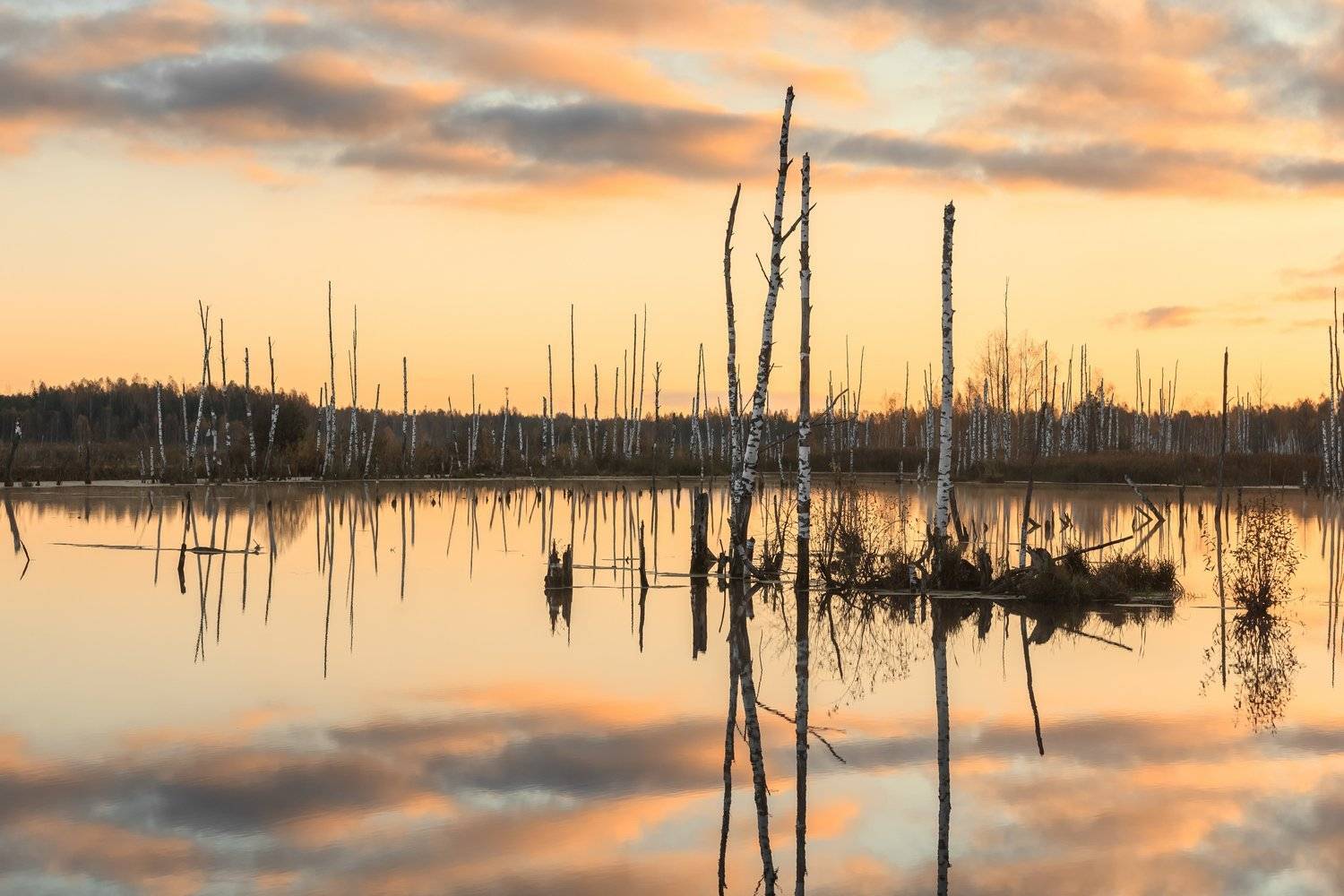 , Элина Хван