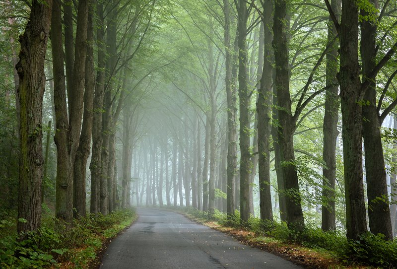 туннель деревьев tunnel road magic path trees mist foggy morning autumn fall дорога dranikowski poland tree park туннель деревьевphoto preview