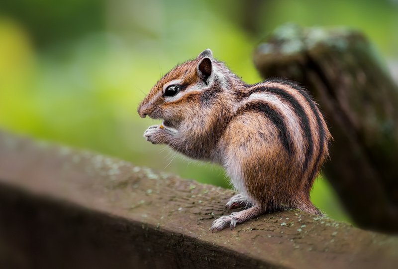 бурундук, бурундучок.. фото превью