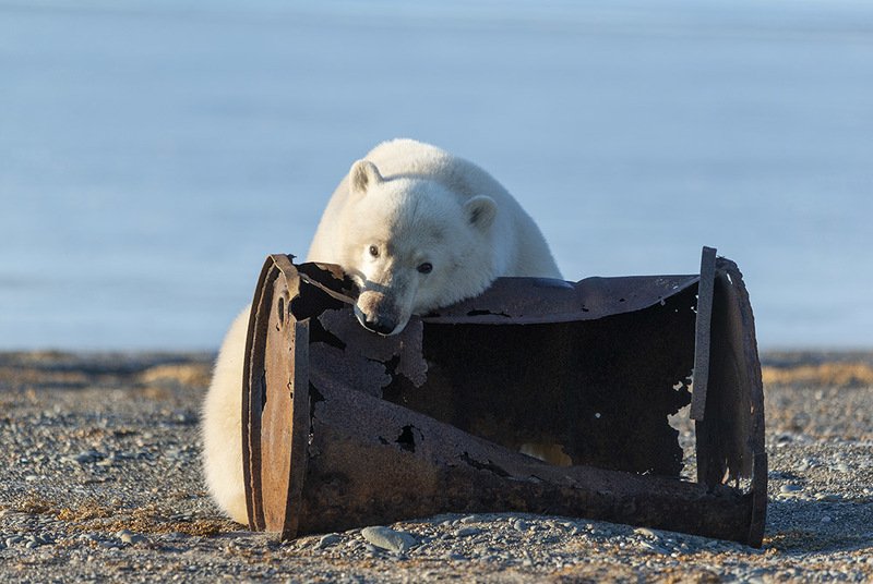 чукотка арктика север медведь белый полярный морской бочка металлолом ест Медведь - бочкоед...photo preview