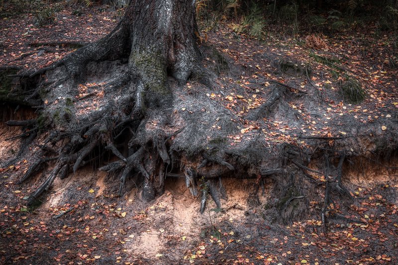 На опушке осениphoto preview