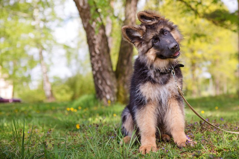 dog, puppy, summer Dogphoto preview