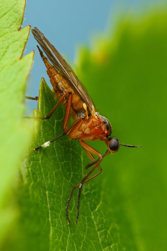 макро,природа,муха,насекомое,цвет,оранжевый,зеленый,животное,растение,лист Носатикphoto preview