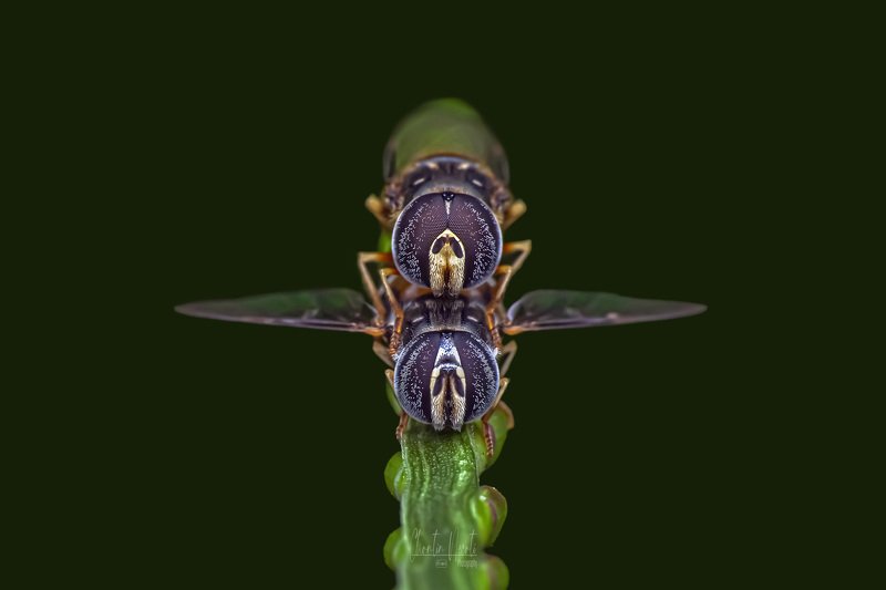 fly, insects, nature, natural, garden, beauty, eyes, macro Couple flyphoto preview