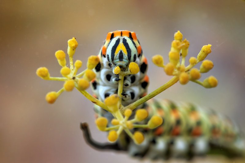 Гусеница бабочки Махаонаphoto preview