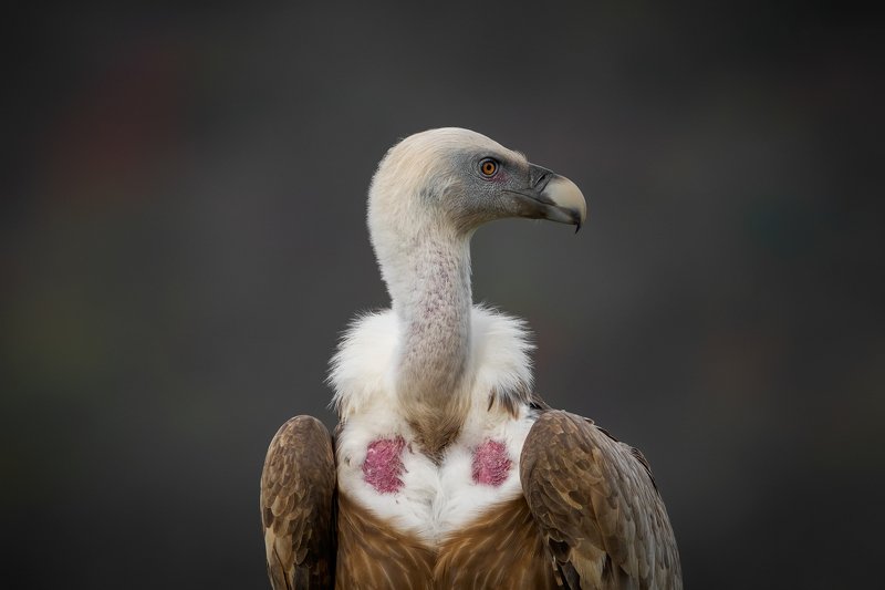 Portrait...photo preview