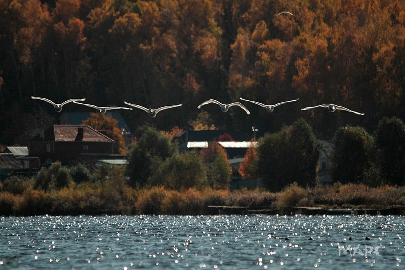 животные птицы лебеди шипуны озеро кандры-куль башкирия лебеди шипуныphoto preview