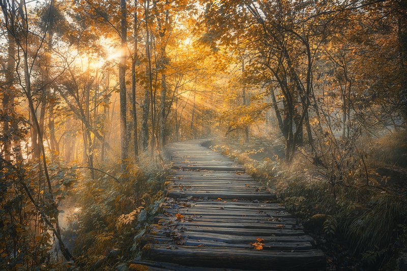 plitvice, lakes, croatia, sunrise, morning, mist, fog, forest, path, nature, outdoor  plitvice lakes photo preview