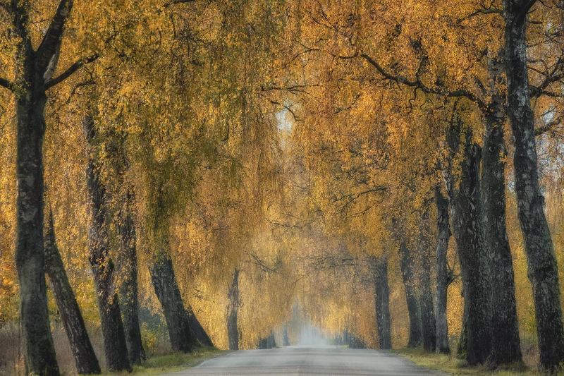 Березыphoto preview