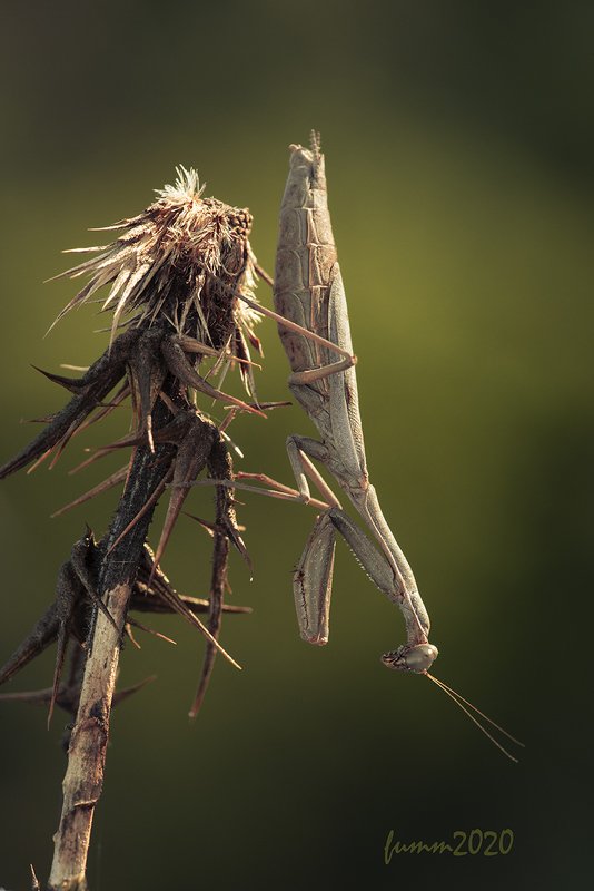 БОГОМОЛ ОКТЯБРЯ 2020photo preview