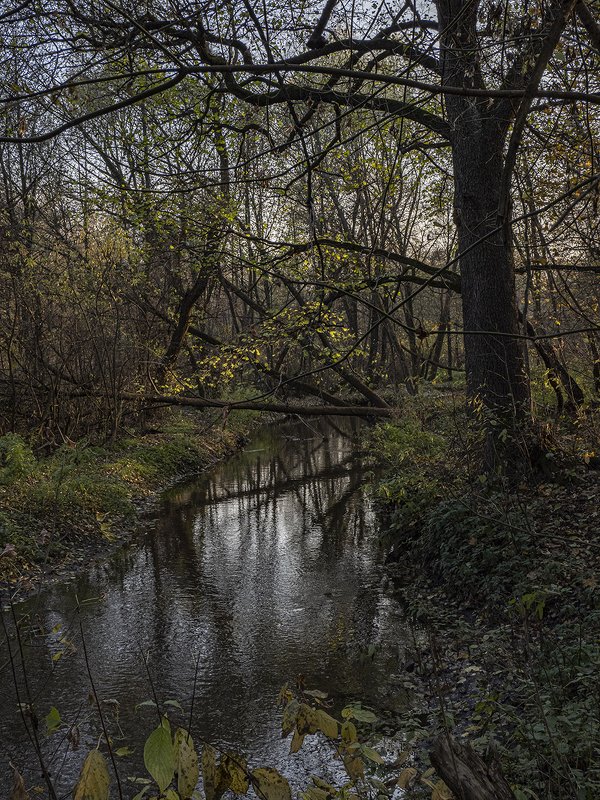 река, природа, лес речушкаphoto preview