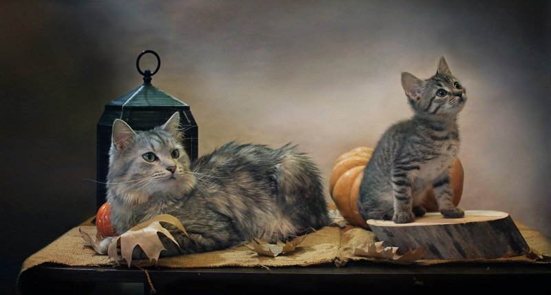 композиция, животные, кошки, кот, котенок, тыква, фонарик, камелек, осень Про котиков и тыквыphoto preview