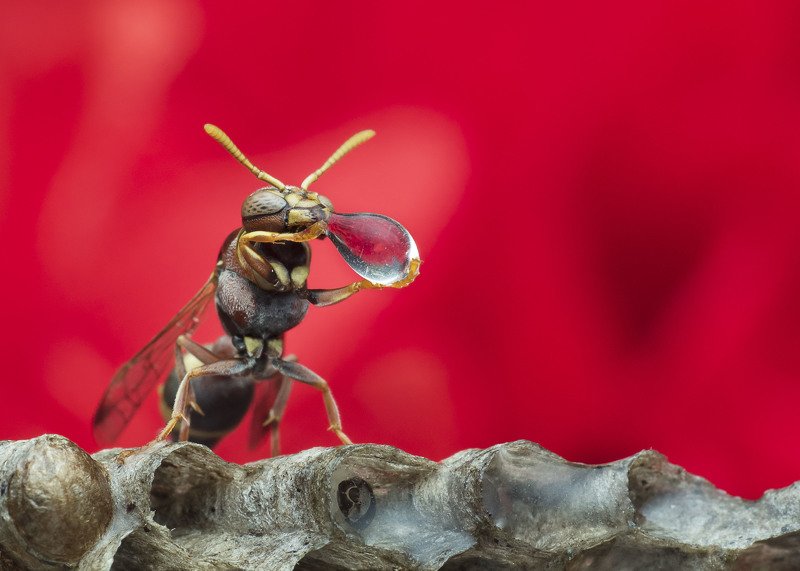 #macro#wasp#waterbubble#reflection#colors Wasp Blowing Water Bubblephoto preview