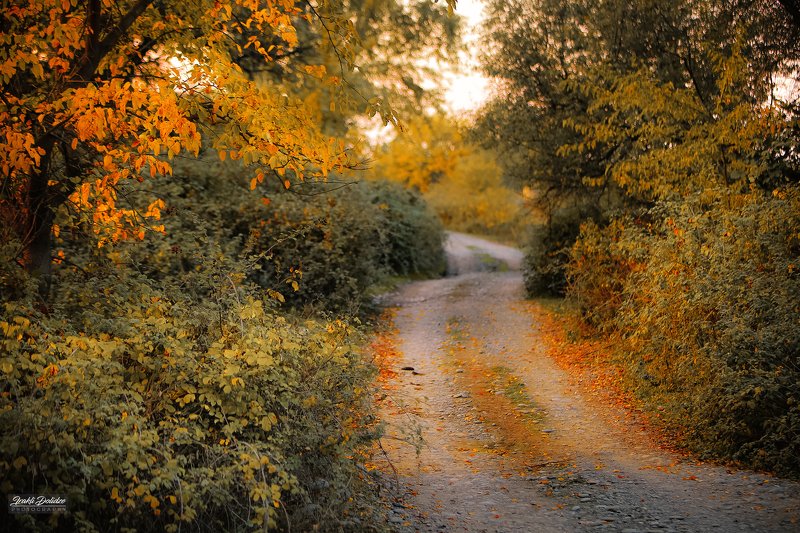 nature, landscape, yellow, red, leaves, leaf, road, travel, photography Autumn notes..photo preview