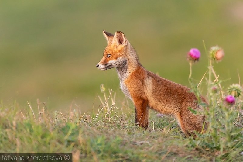 fox, my-mriya, mymriya, wildlife, На посту.photo preview