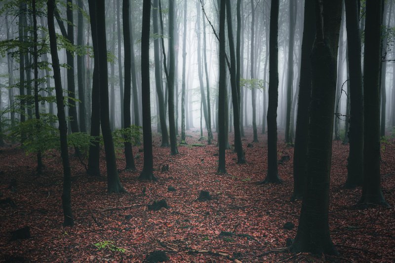 forest, fog, rain, autumn, forest landscape, trees, mystical, mysterious Toward the lightphoto preview