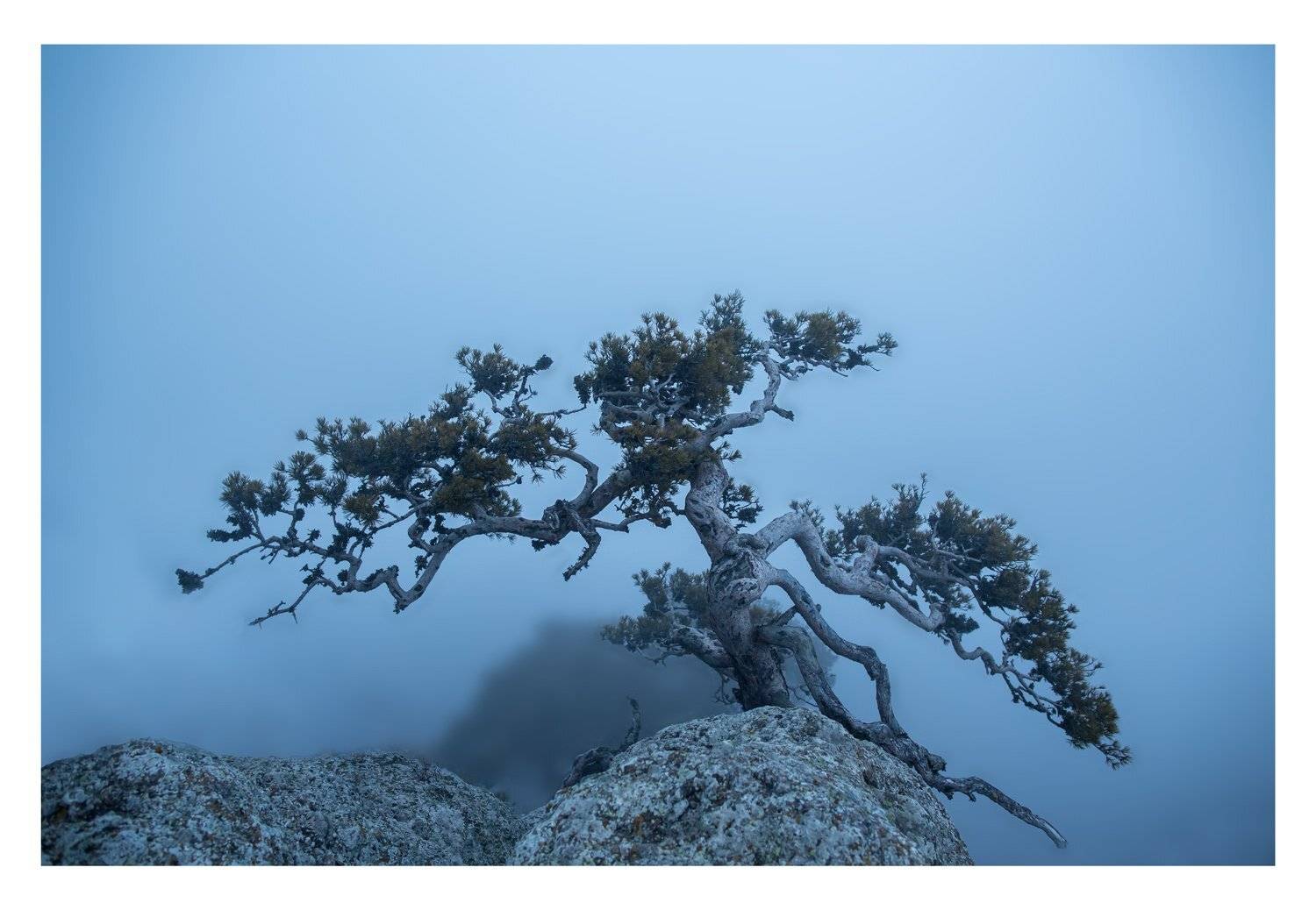Бонсай. Автор: Станислав Савицкий , Станислав Савицкий