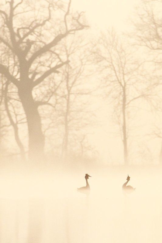 in love IIphoto preview