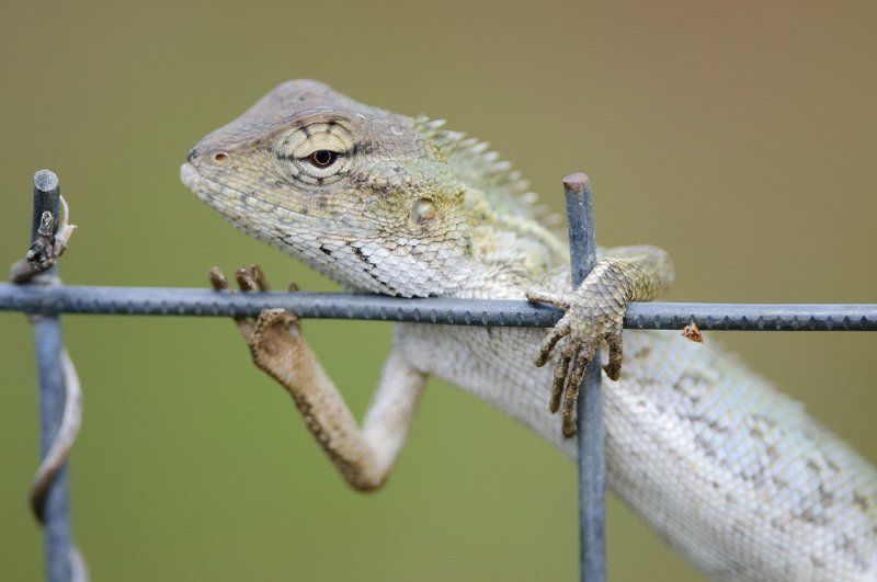 хамелеон, ящерица, животные Пять пальчиковphoto preview