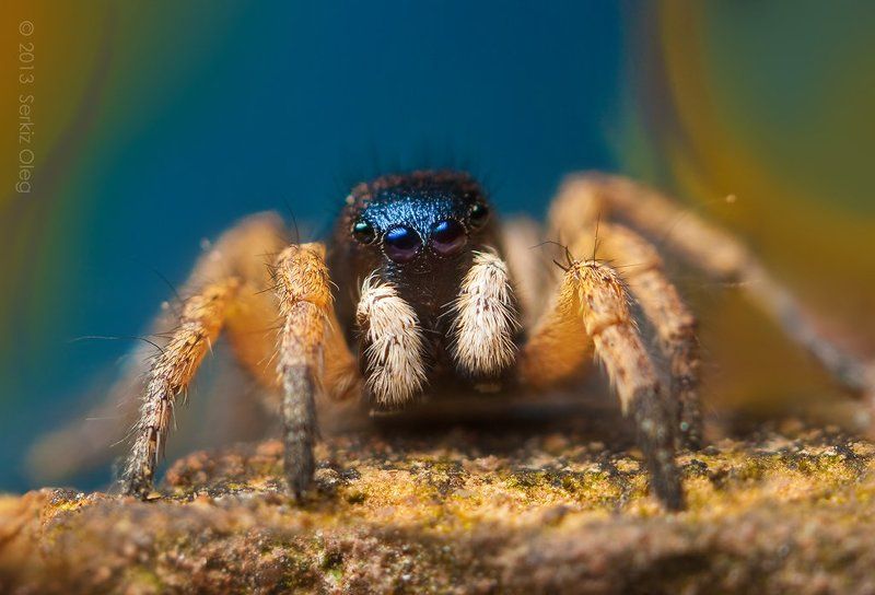 jumping spider, macro, close-up, nature,asianellus festivus, small, cute, eyes, jump, spider, art, ukraine, chernivtsi, oleg serkiz, олег серкиз, макро, паук скакунчик Asianellus festivusphoto preview