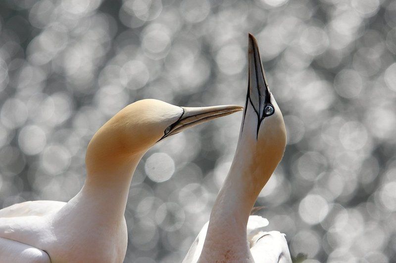 in love IIIphoto preview