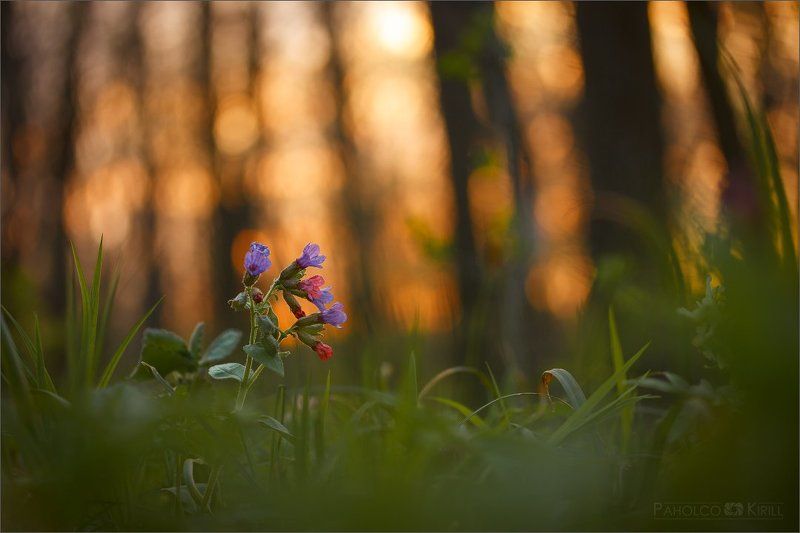 На закатеphoto preview