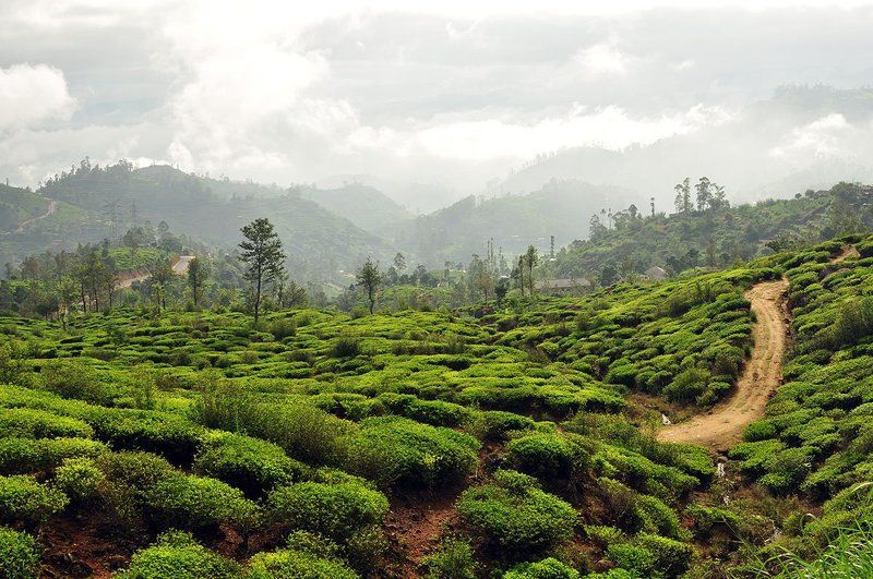 Дорога в Изумрудный городphoto preview