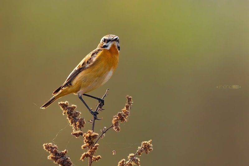 animals, birds, canon, nature, portrait, saxicola rubetra, whinchat, wild, чекан луговой Поющий на закатеphoto preview