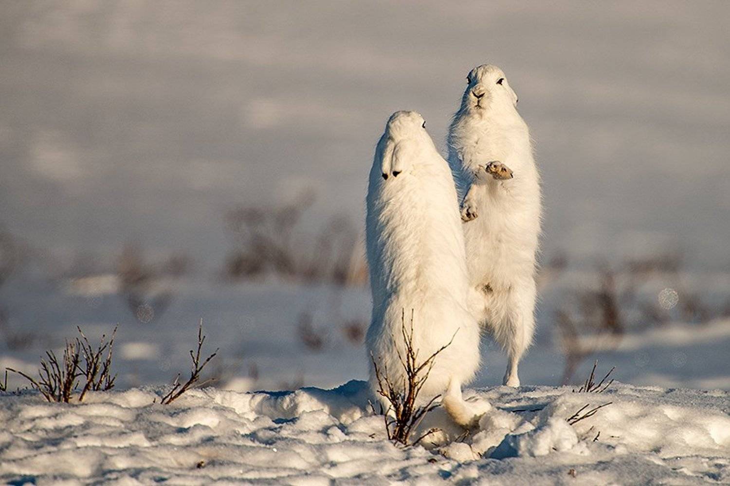 , Иван Кислов