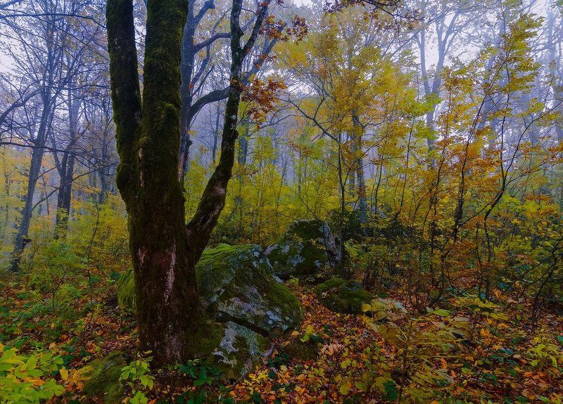 Осенний лесphoto preview